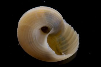 Media type: image;   Malacology 394025 Description: Image of cleaned gastropod shell shortly after specimen was collected live. No operculum.;  Aspect: BAS